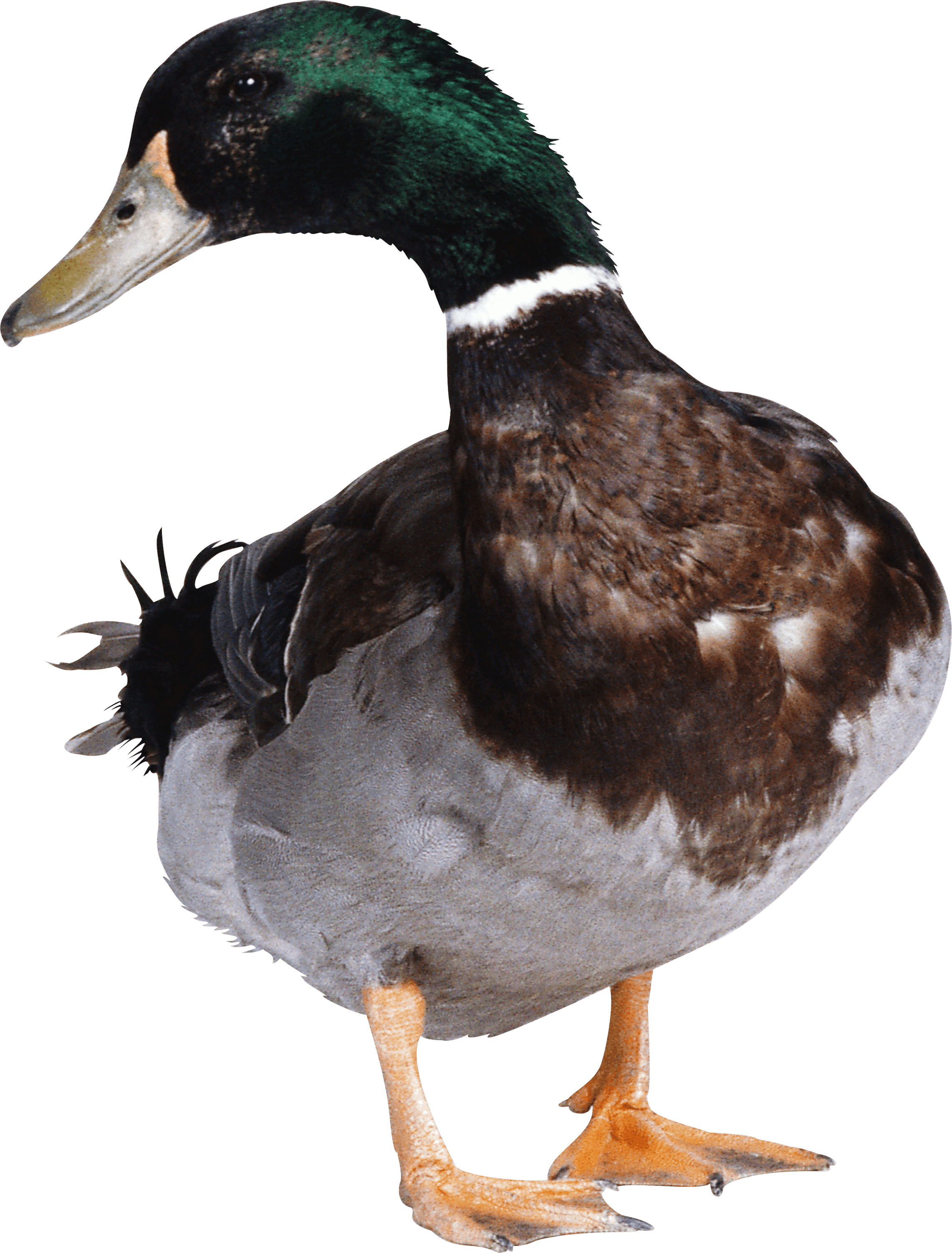 Mallard Duck Small Transparent PNG