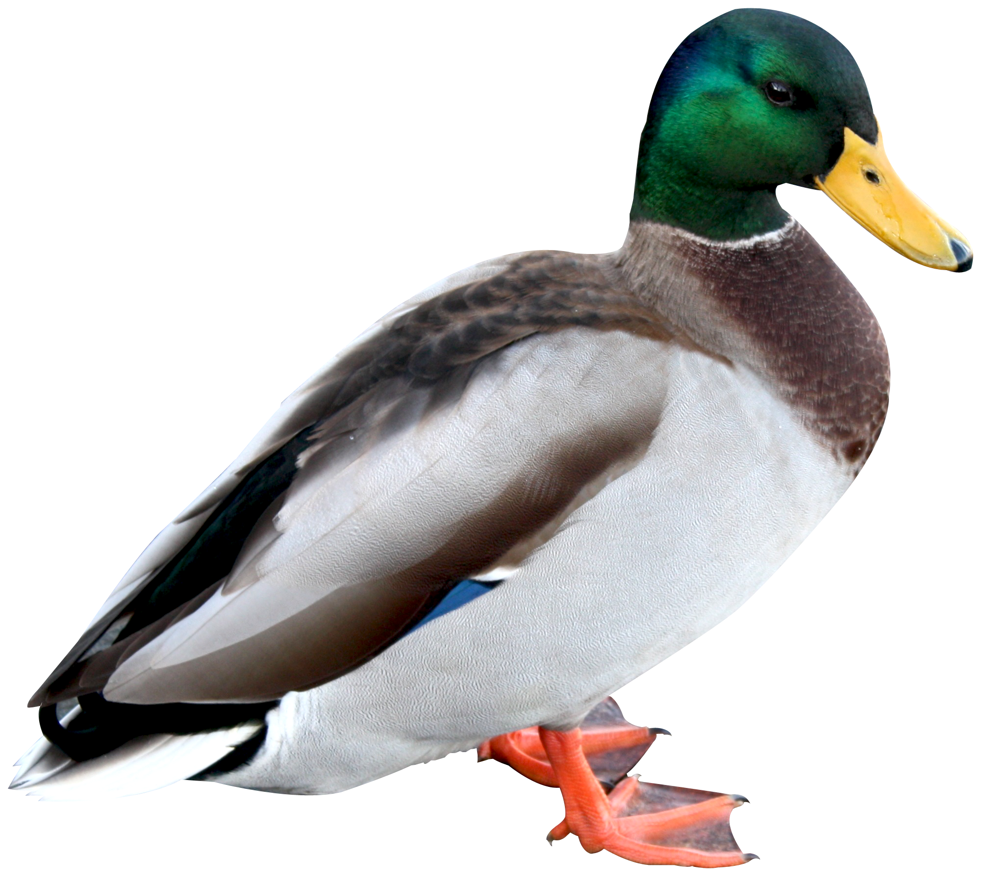 Mallard Duck Transparent PNG