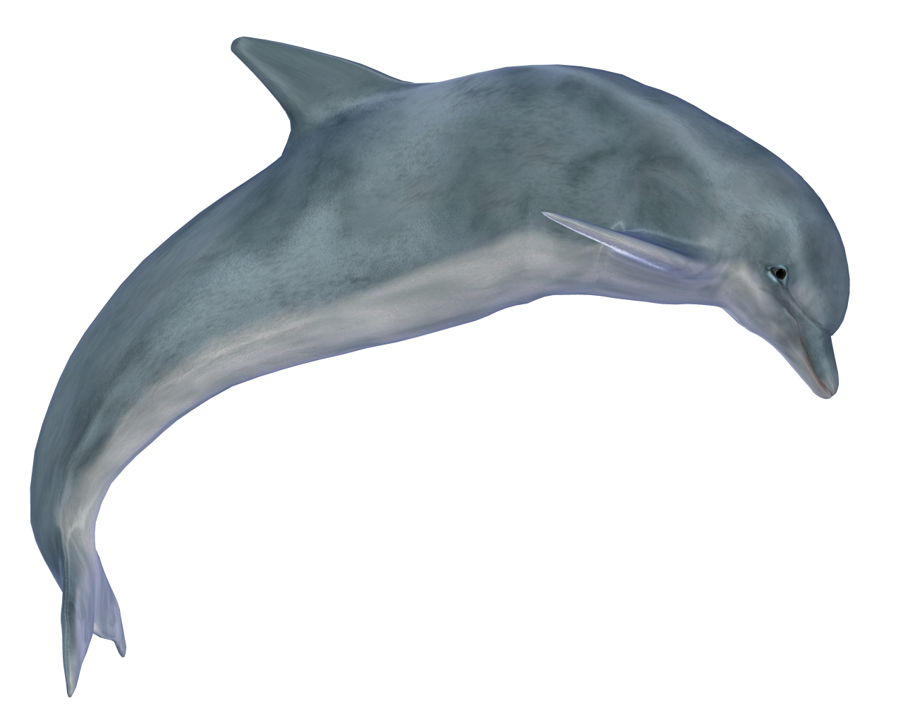 Maui Dolphin Transparent PNG