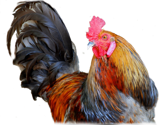 Multicolored Cock Transparent PNG