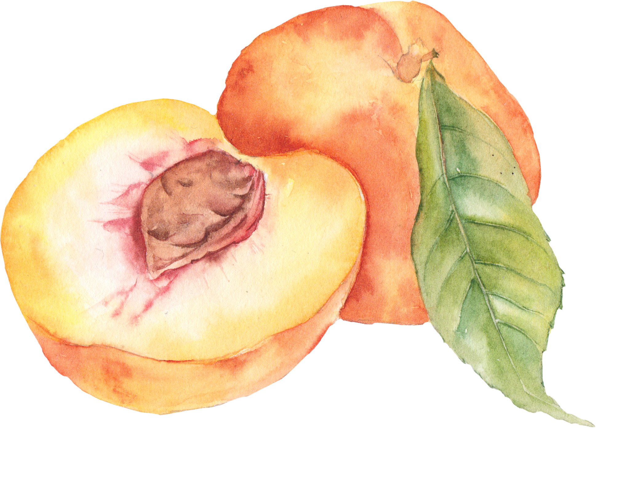 Natural Peach PNG