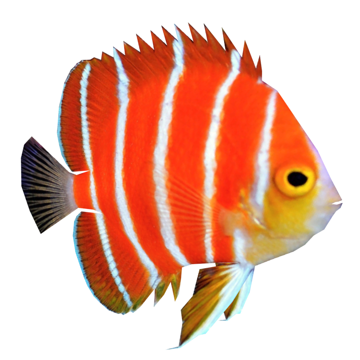 Orange Fish Background PNG Image