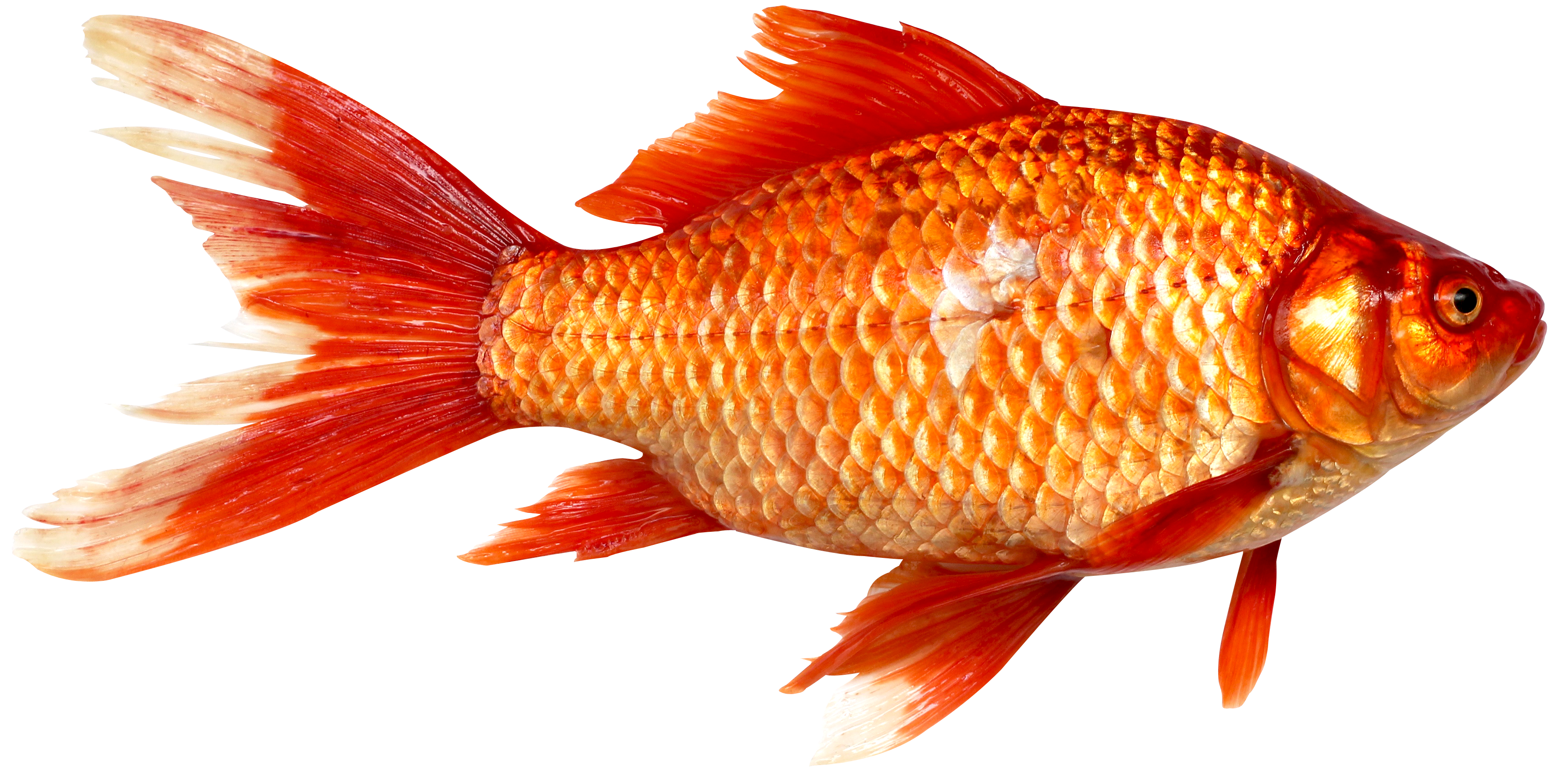 Orange Fish PNG Clipart Background