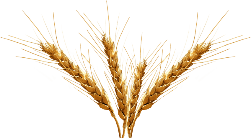 Organic Barley PNG HD Quality
