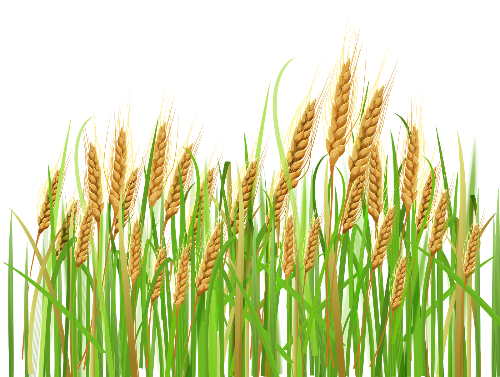 Organic Barley Transparent Background