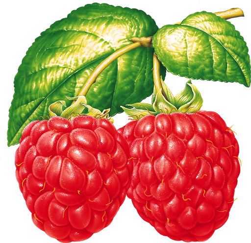 Organic Raspberry PNG