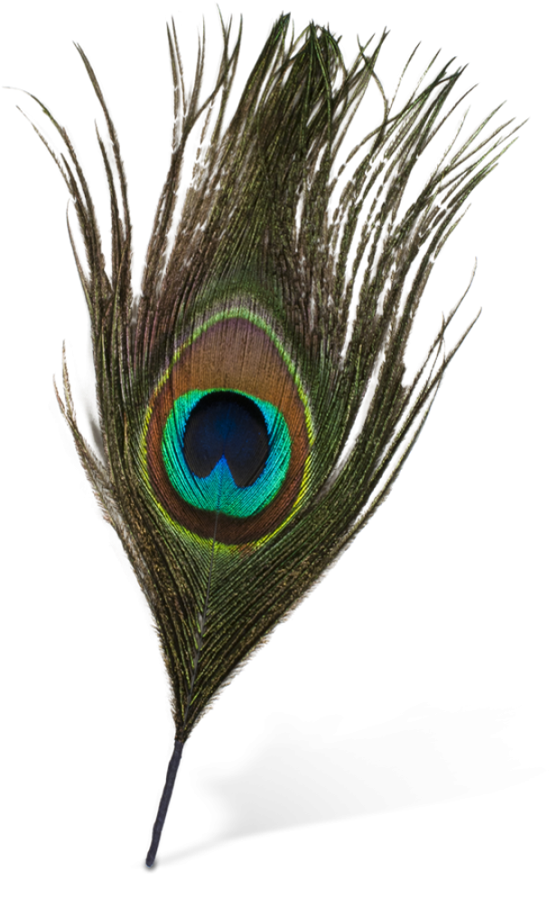 Peacock Feather PNG Clipart Background