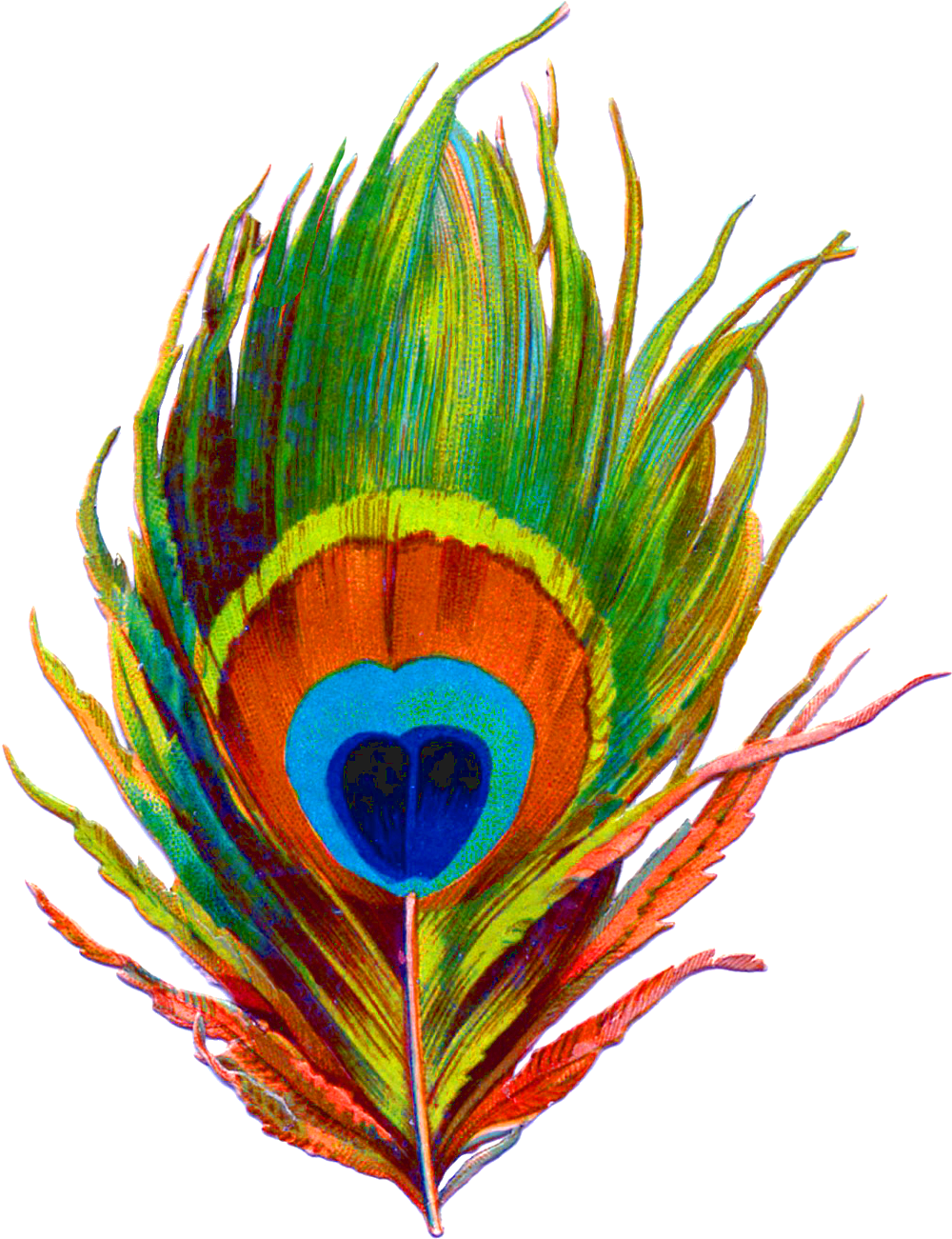 Peacock Feather PNG HD Quality
