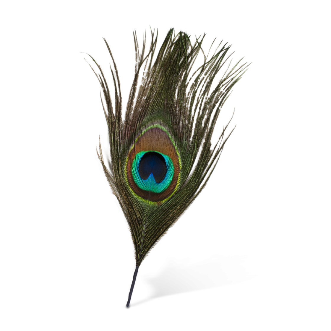 Peacock Feather Transparent Background