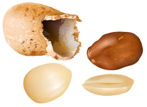 Peanut Half Transparent PNG