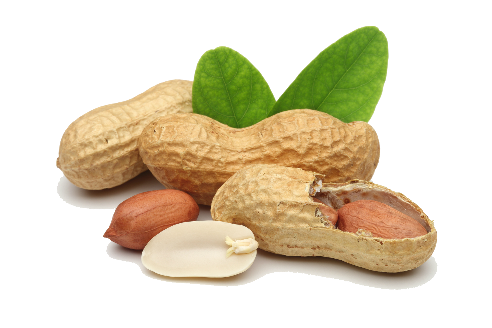 Peanut Nut PNG