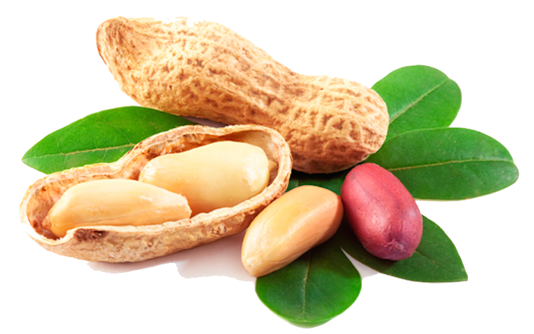 Peanut Nut family PNG