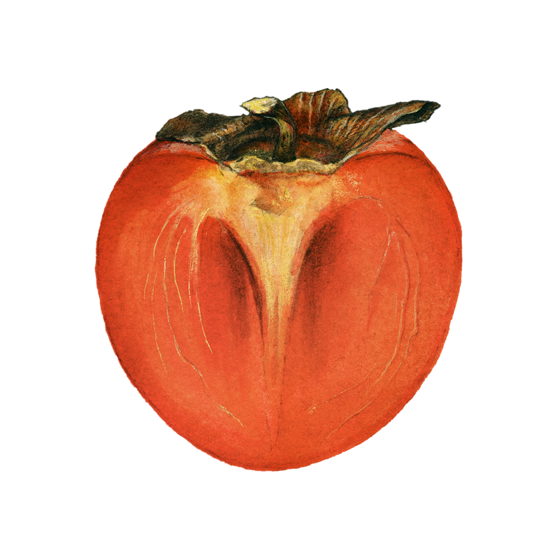 Persimmon Inside PNG