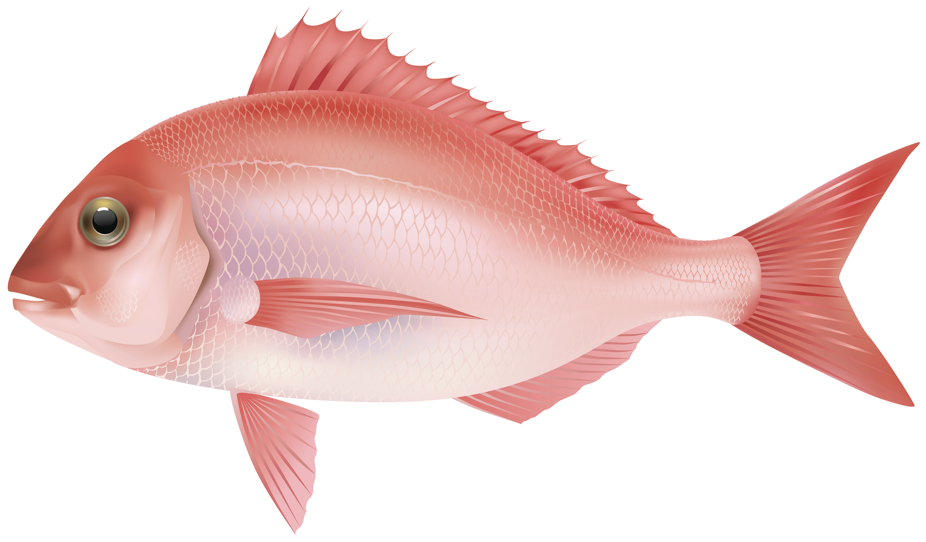 Pink Fish PNG Clipart Background