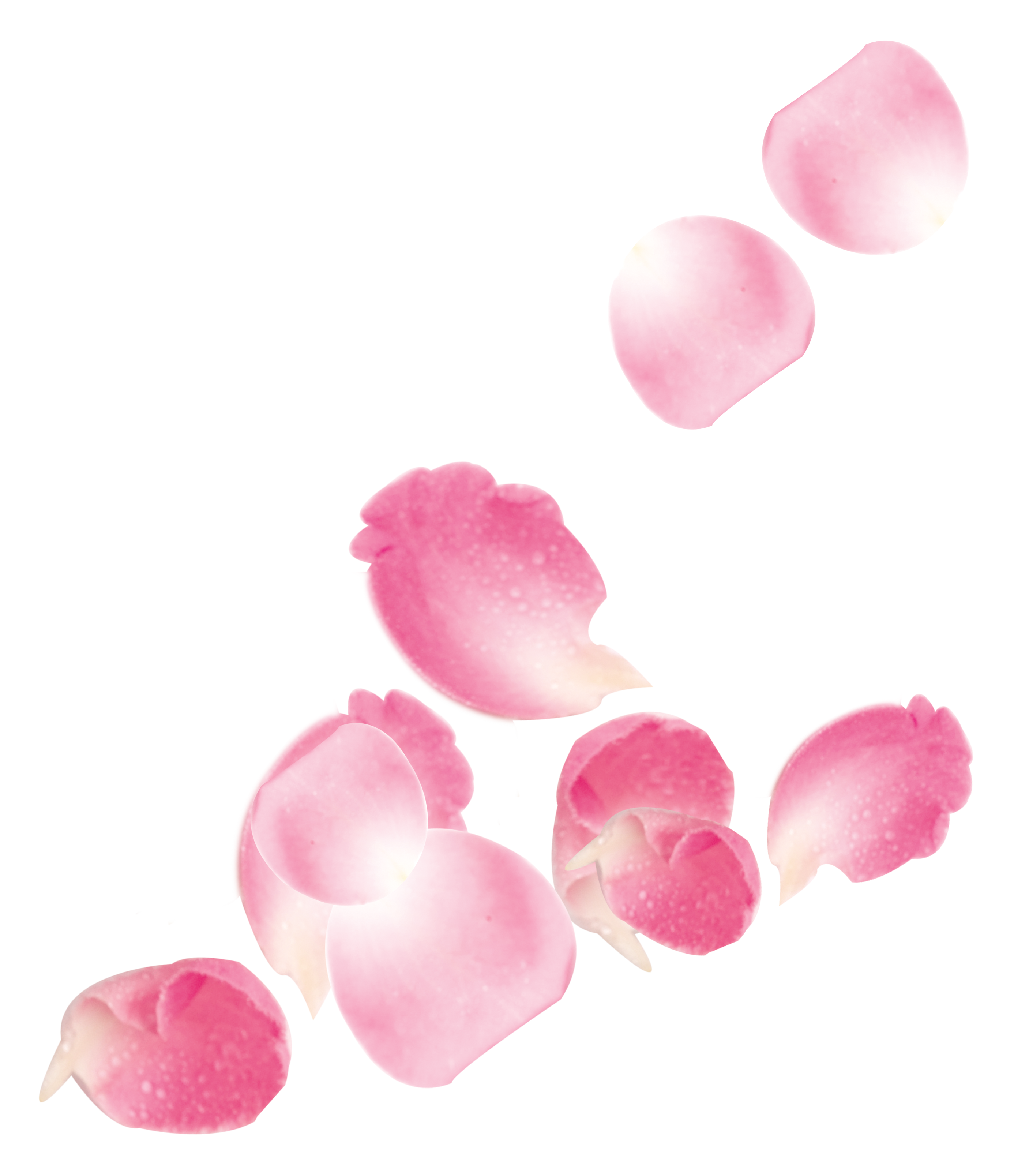 Pink Flower Petals PNG Clipart Background