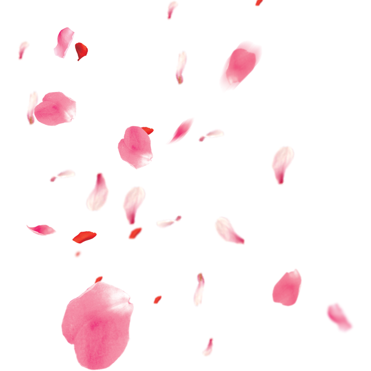 Pink Flower Petals Transparent File