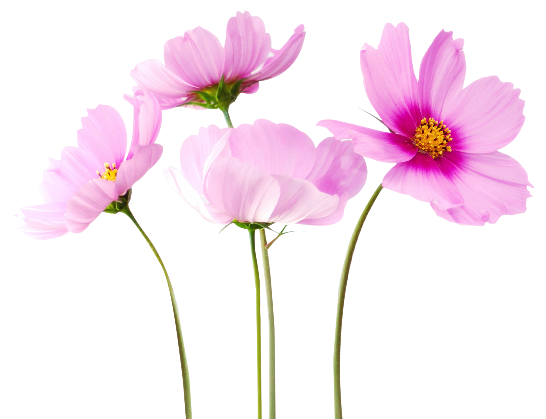 File rosa di fiori trasparenti | PNG Play