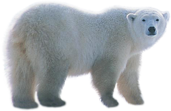 Polar Bear Looking Back Transparent PNG