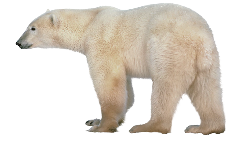 Polar Bear Transparent PNG