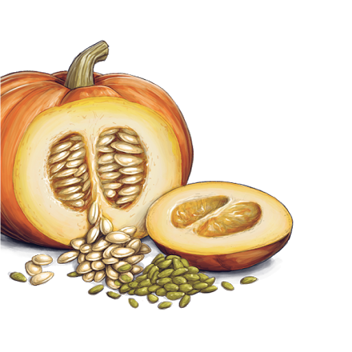 Pumpkin Seeds Inside Transparent PNG