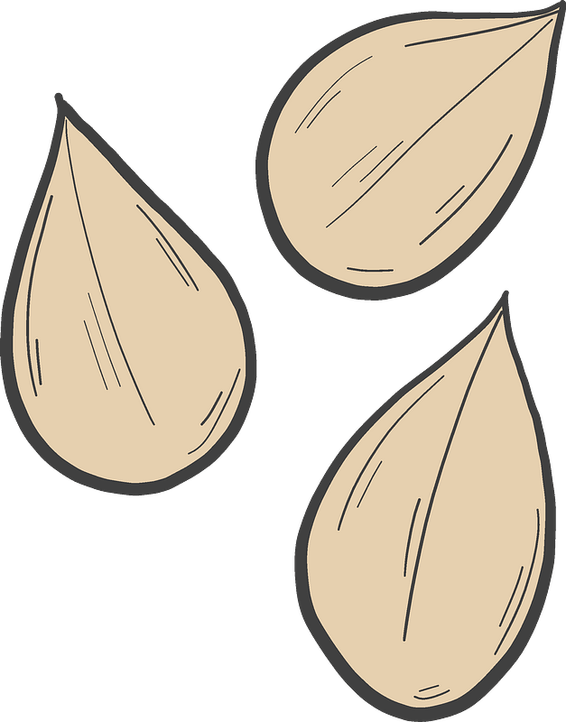 Pumpkin Seeds Raw Vector Transparent PNG