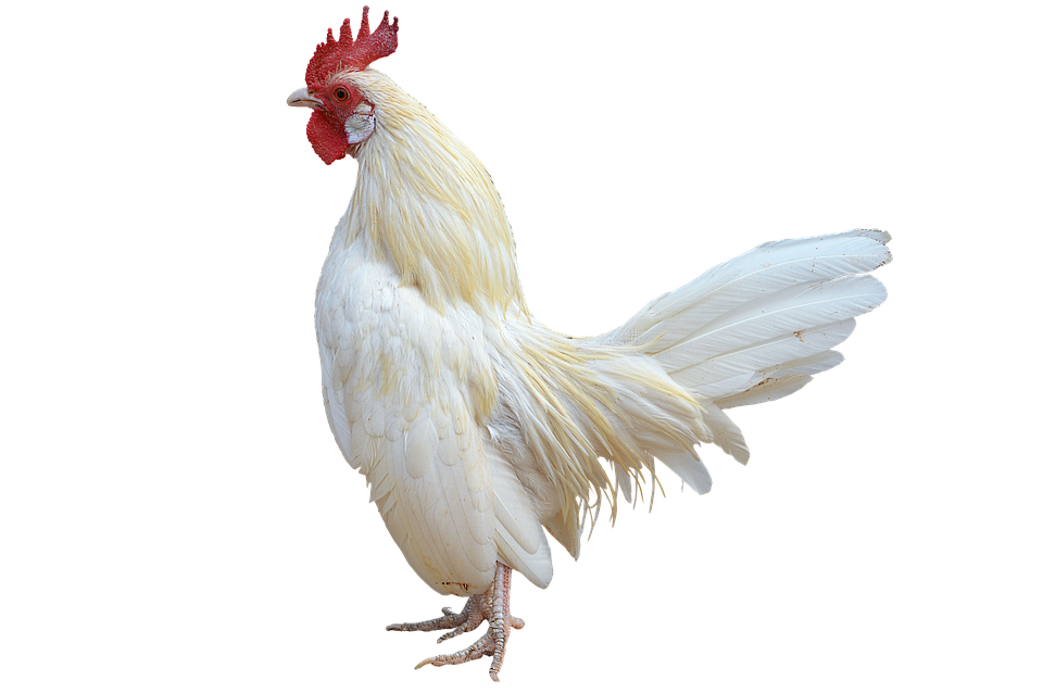 Pure White Cock Transparent PNG