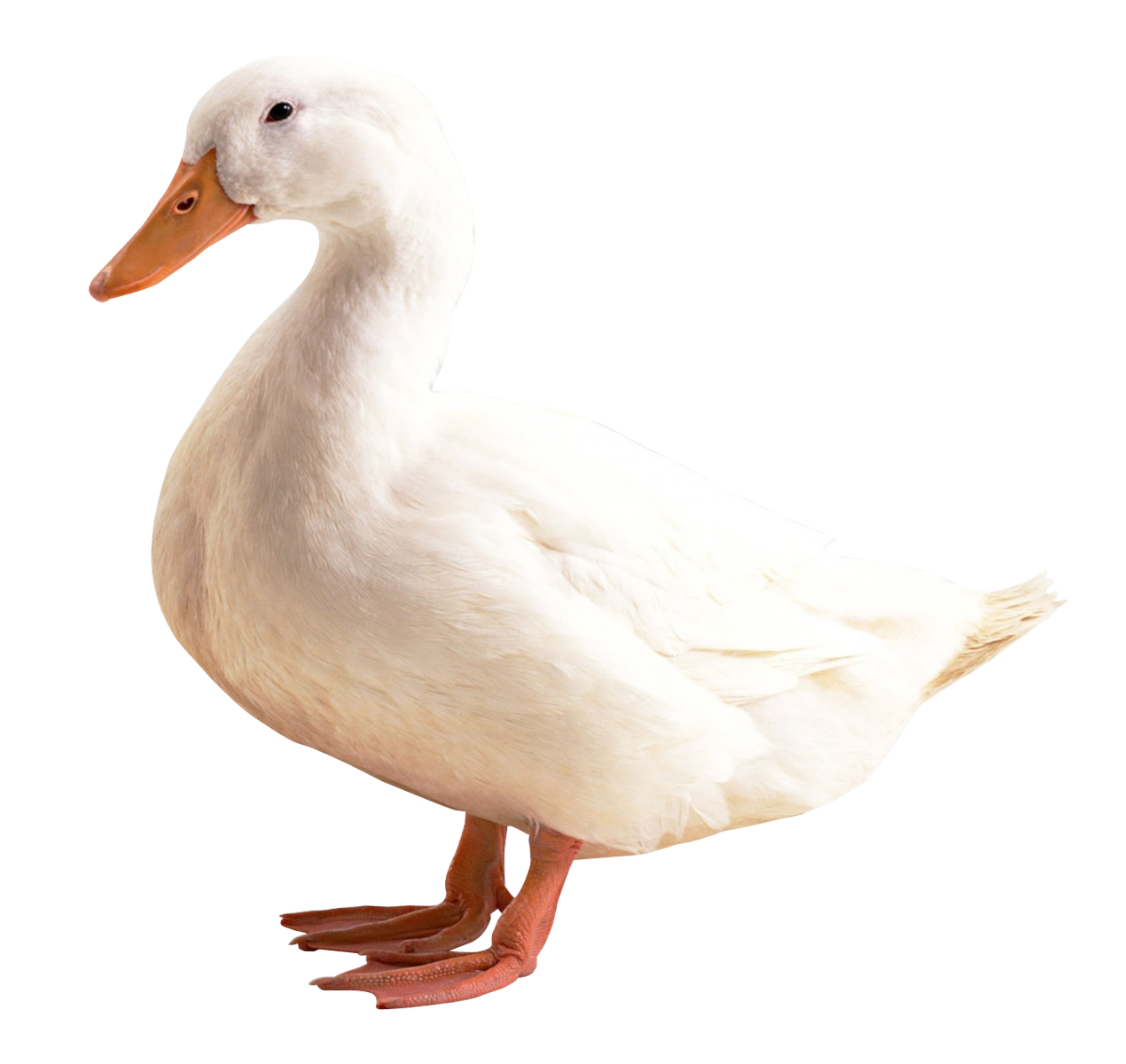 Pure White Duck Transparent PNG