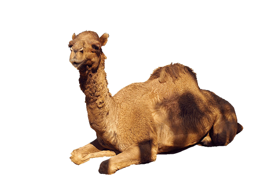 Rajasthan Brown Camel Transparent PNG