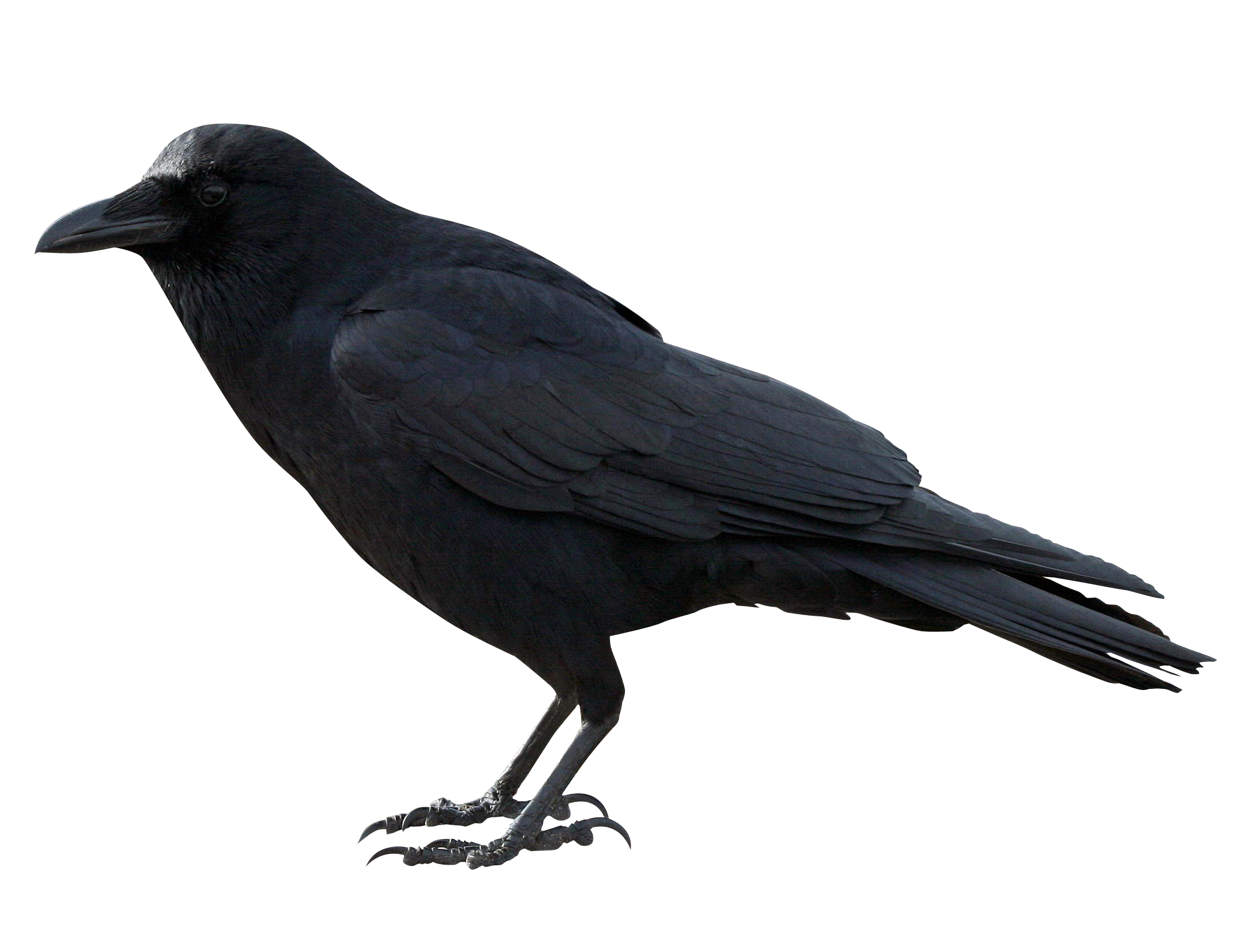 Raven Crow Transparent PNG