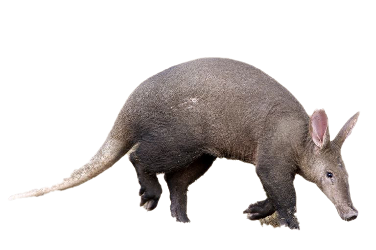 Echter Aardvark PNG
