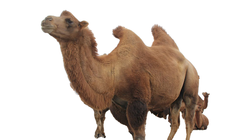 Real Camel Animal Transparent PNG