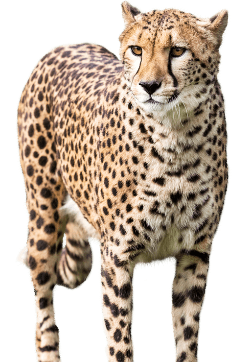 Véritable cheetah animal transparent PNG