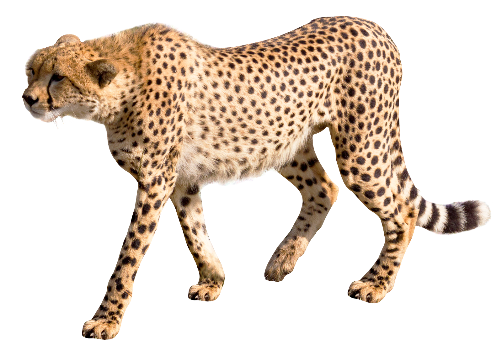 Real Cheetah transparent PNG
