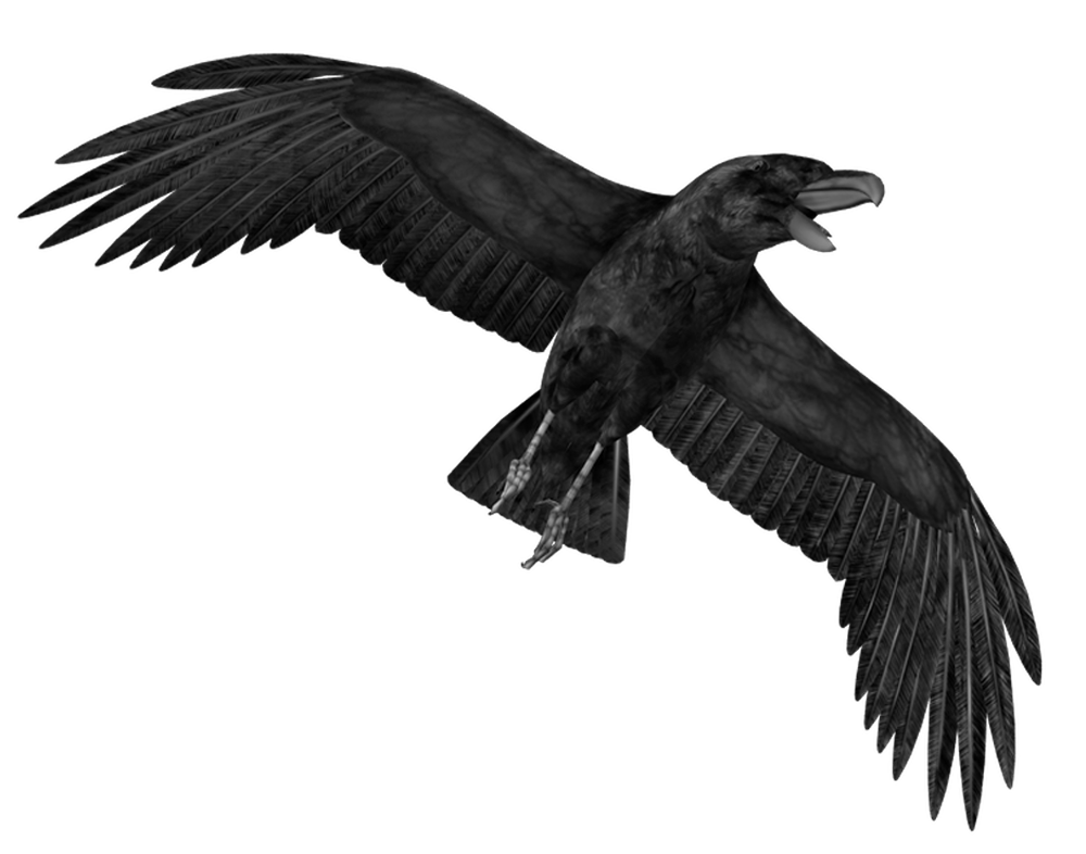 Real Crow Flying Transparent PNG