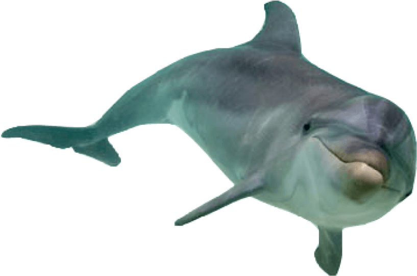Real Dolphin Transparent PNG