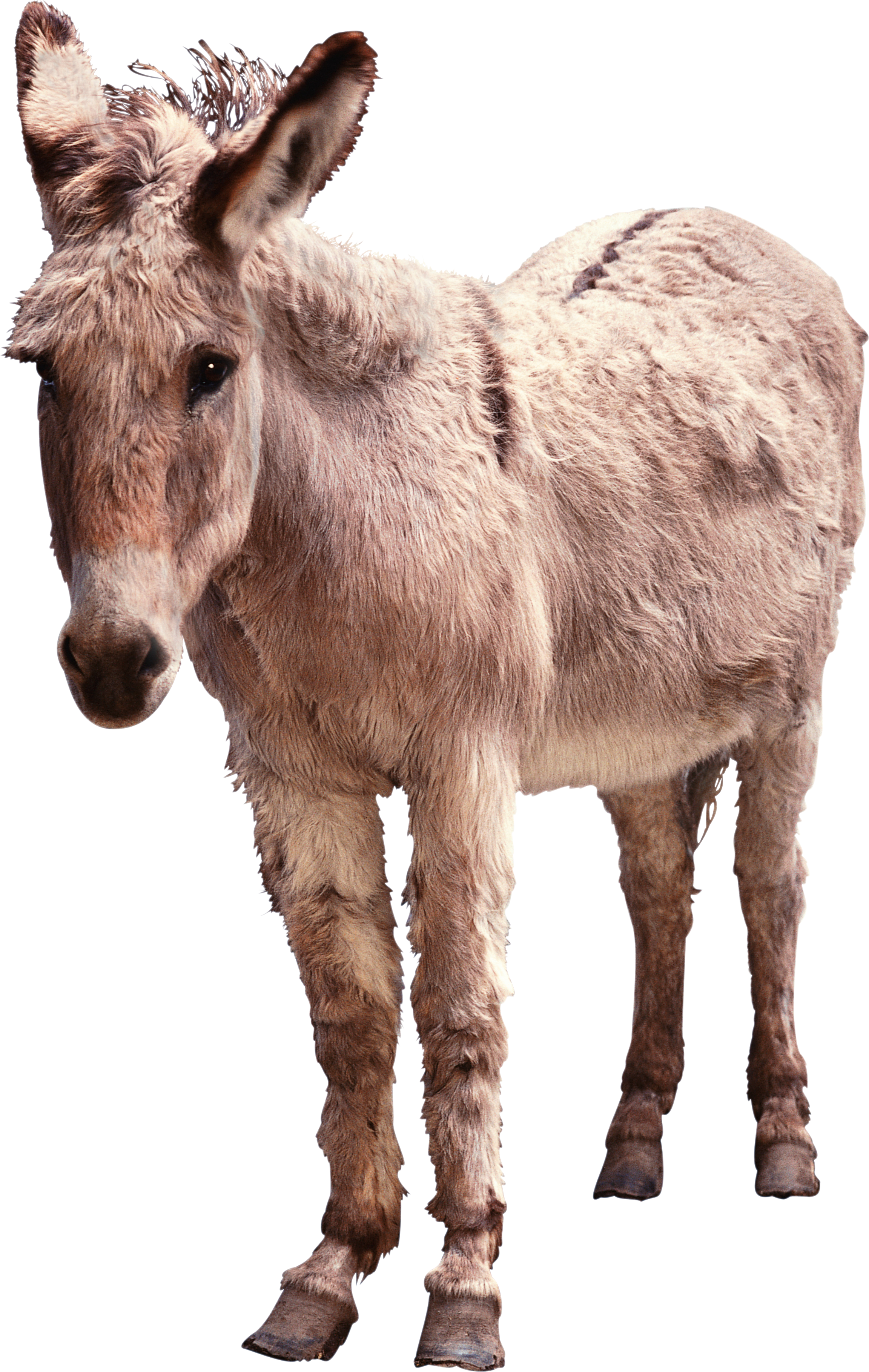 Real Donkey Transparent PNG