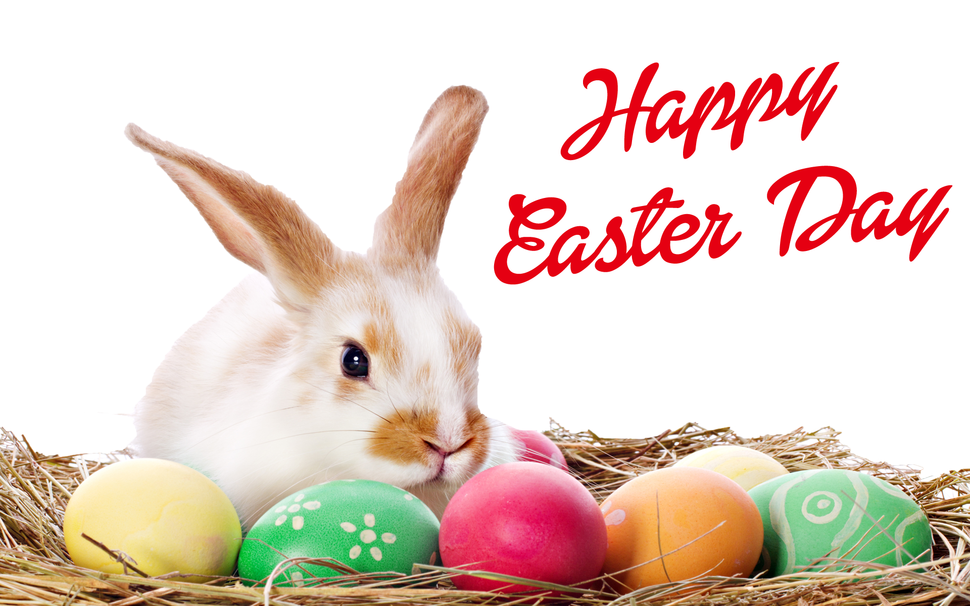 Real Easter Bunny PNG Clipart Background