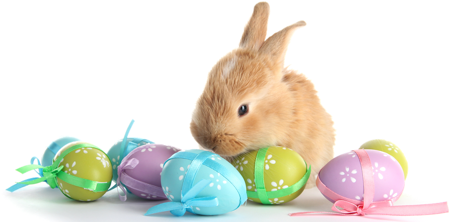 Real Easter Bunny PNG HD Quality