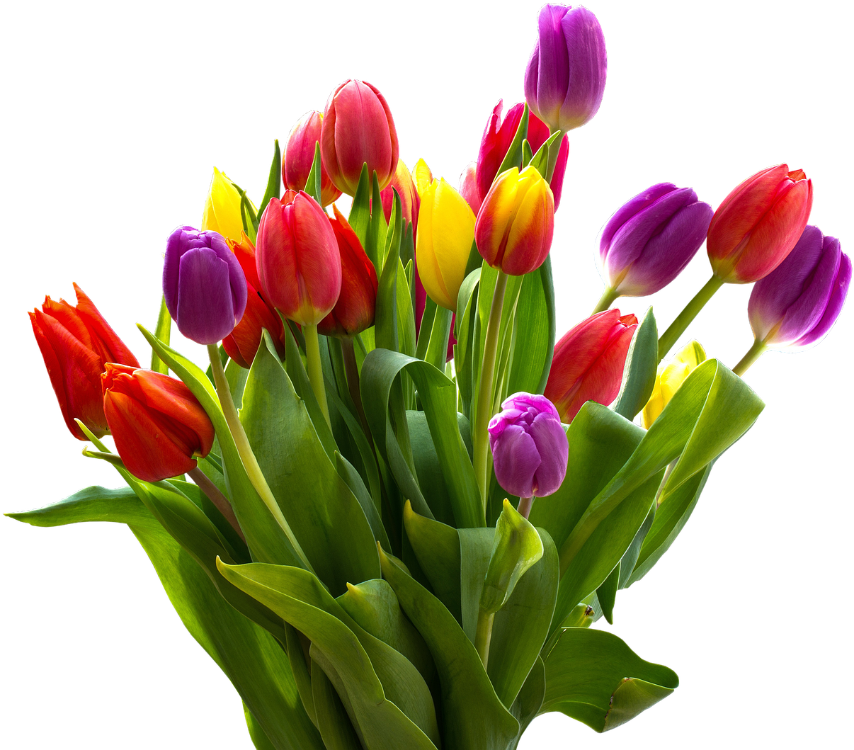 Real Easter Flower PNG Clipart Background
