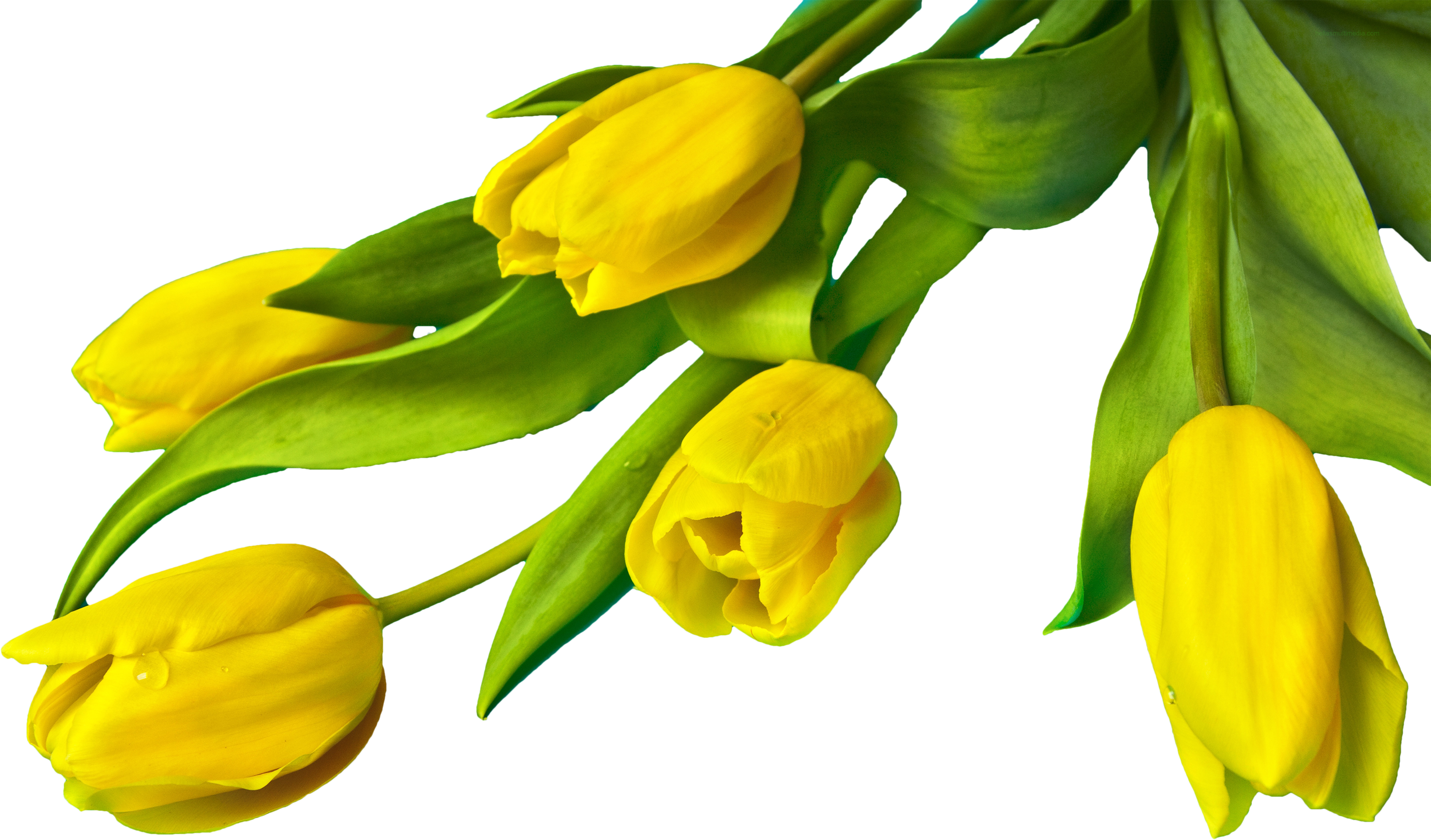 Real Easter Flower PNG HD Quality | PNG Play