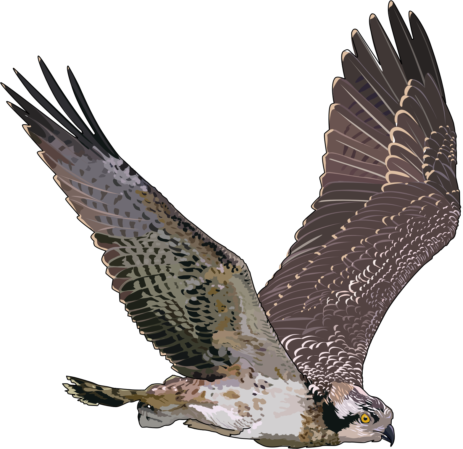 Real Falcon Background PNG Image