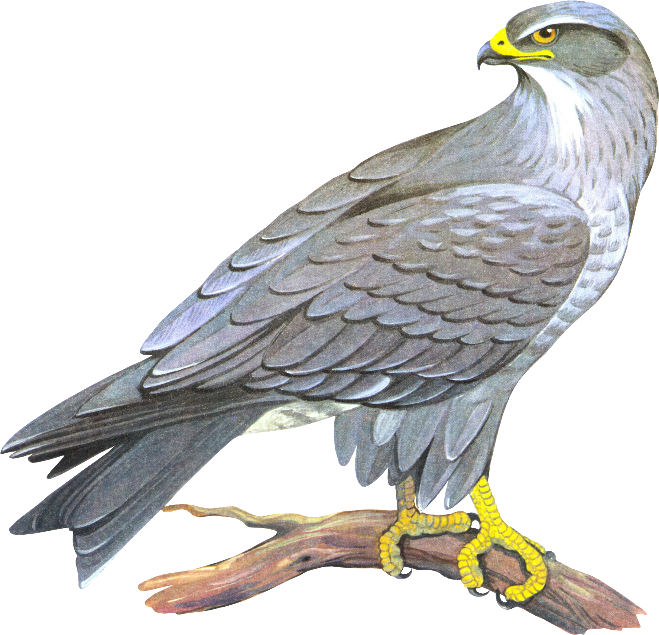 Real Falcon PNG Clipart Background