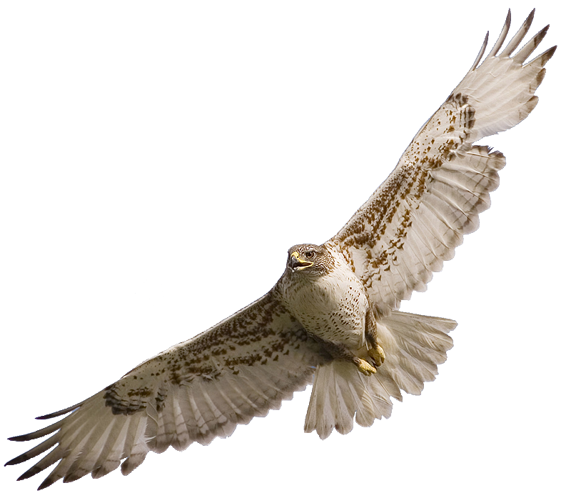 Real Falcon PNG HD Quality