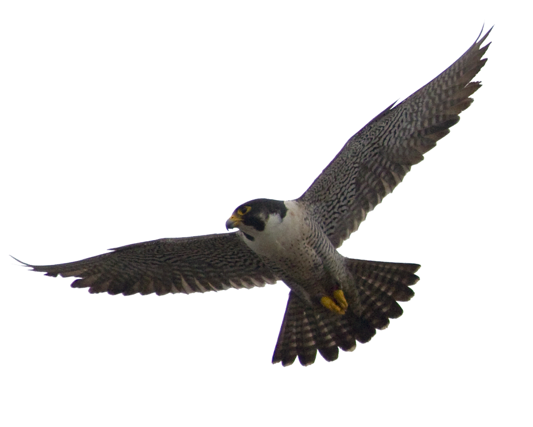 Real Falcon Transparent Background