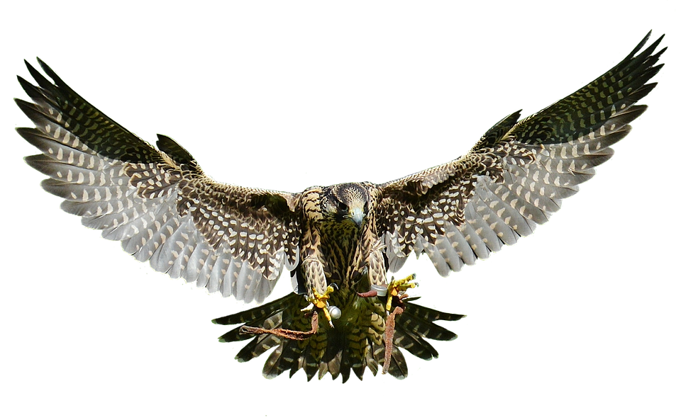 Real Falcon Transparent PNG