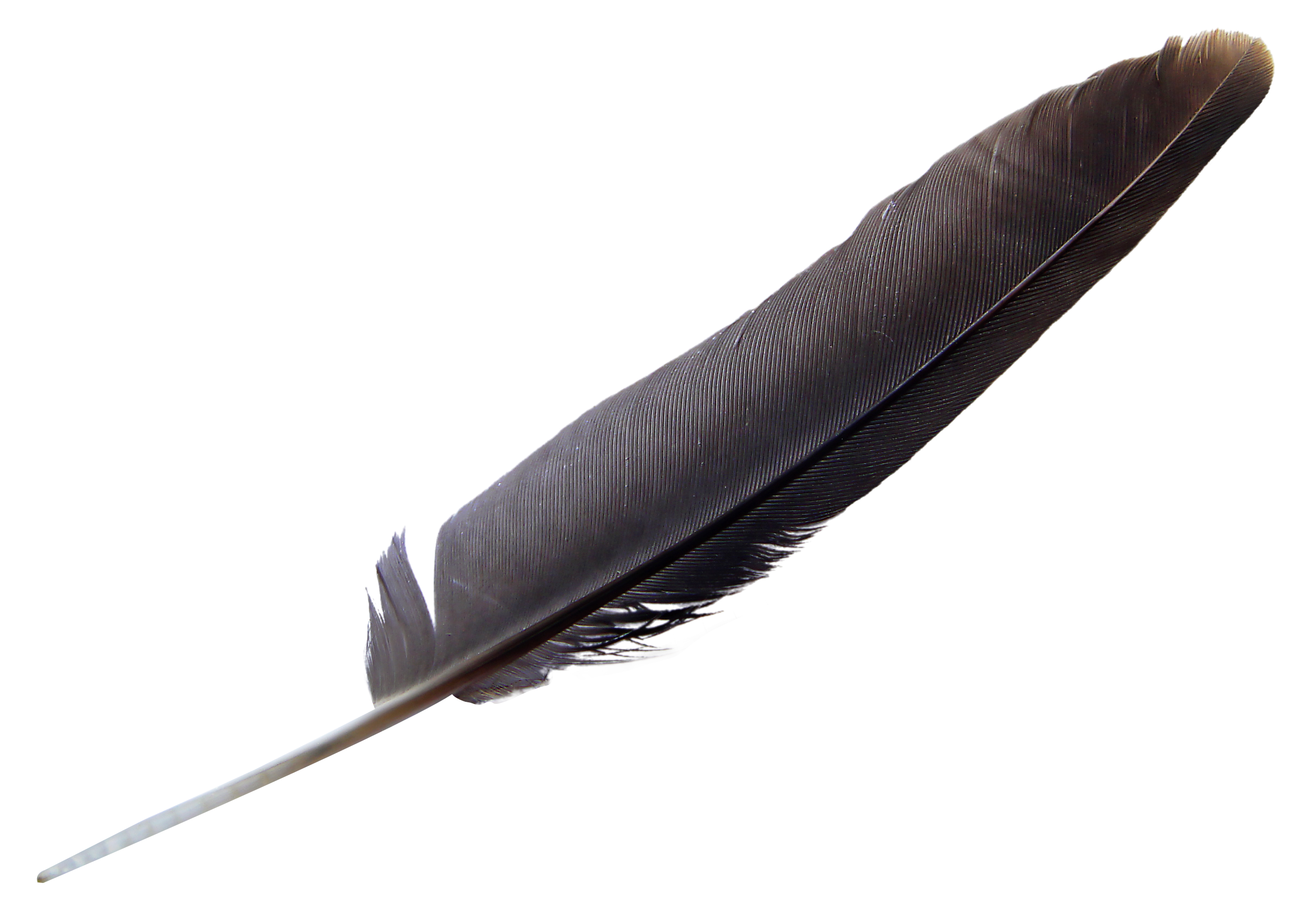 Real Feather PNG Clipart Background