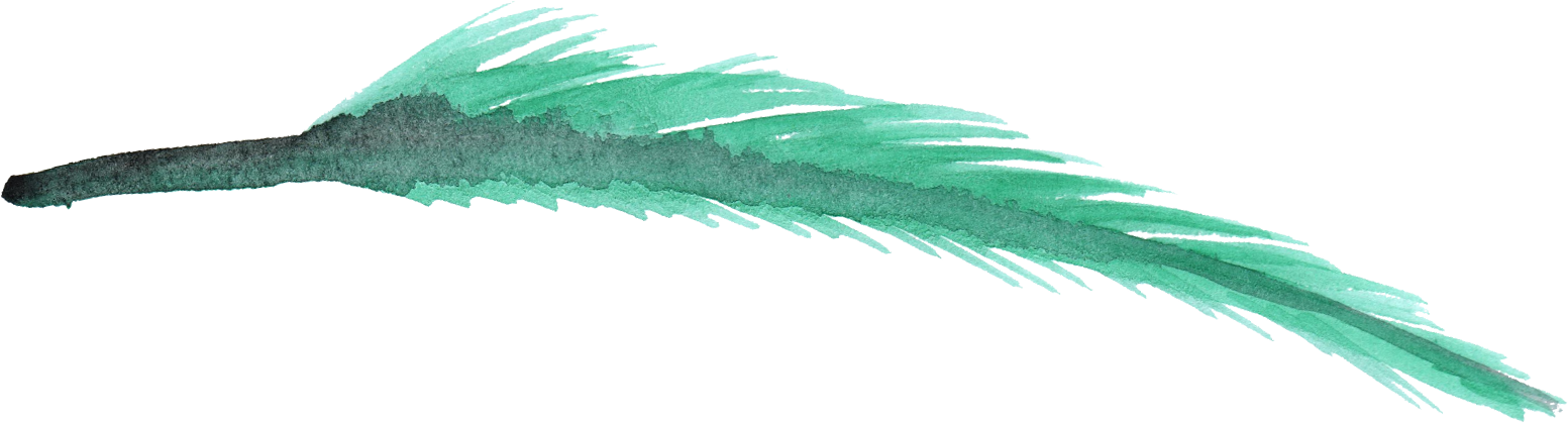 Real Feather Transparent Background