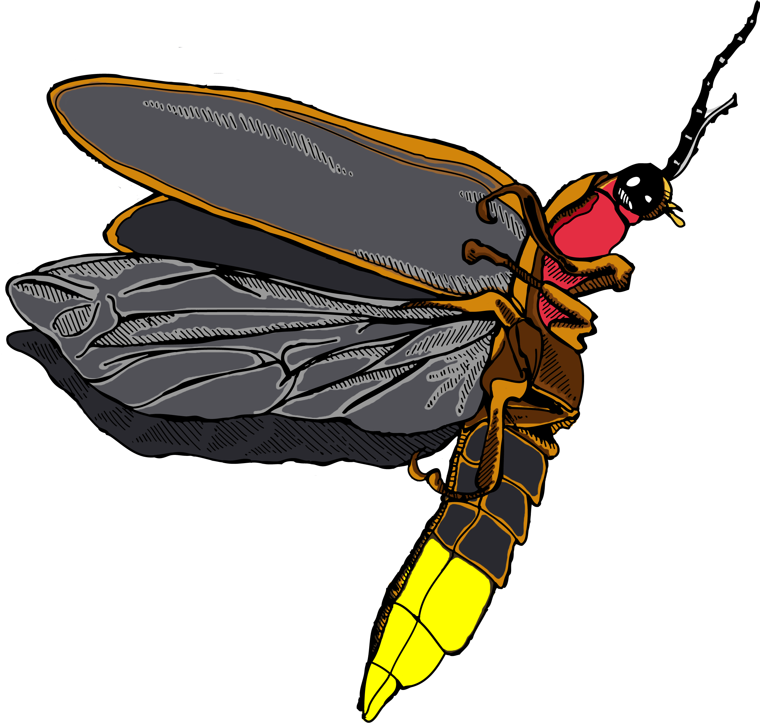 Real Firefly PNG Clipart Background