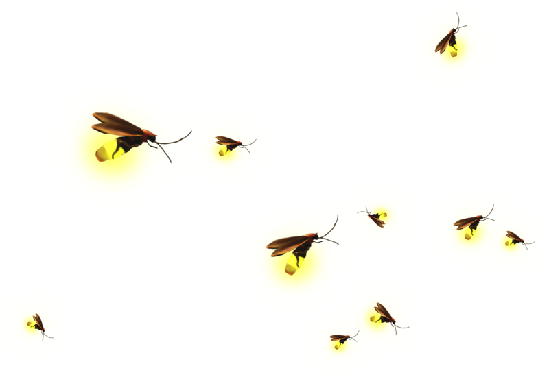 Real Firefly PNG HD Quality