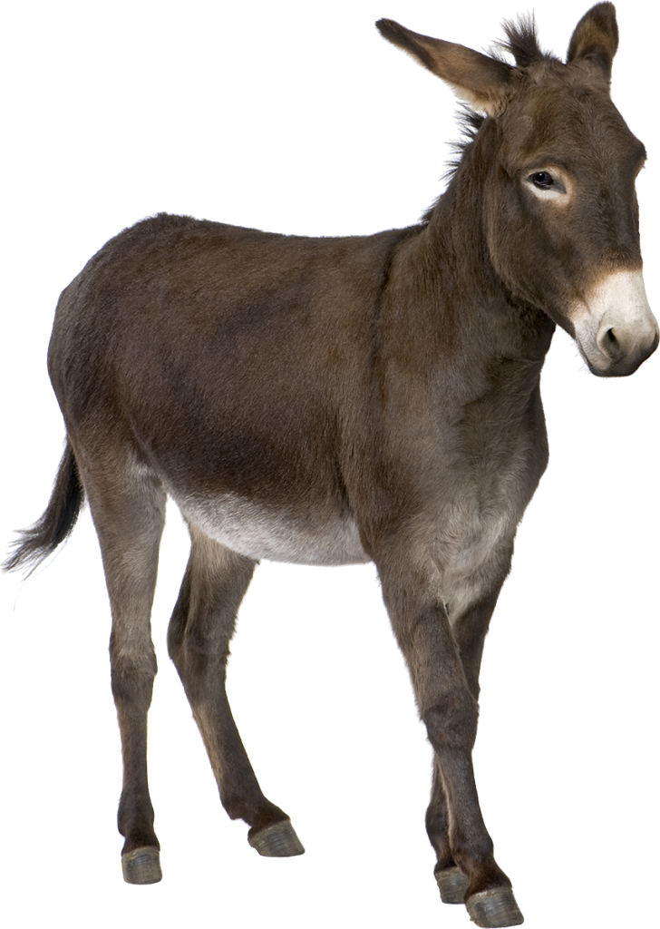 Real Tired Donkey Transparent PNG
